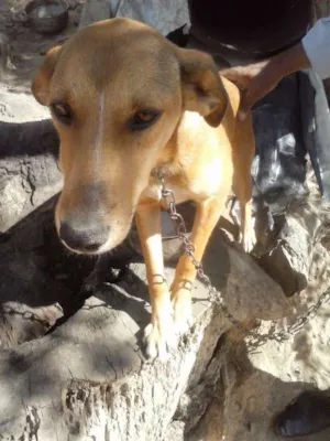 Cachorro raça Indefinida idade 3 anos nome Xuxa