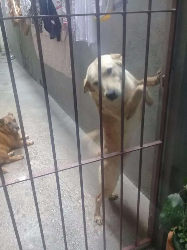 Cachorro raça mestiço/labrador idade 2 anos nome MAIK