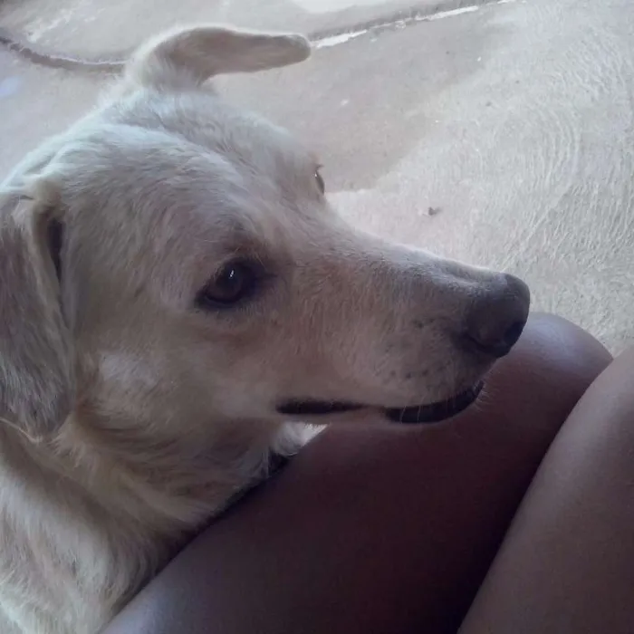 Cachorro raça Labrador(misturado) idade 2 anos nome Marley