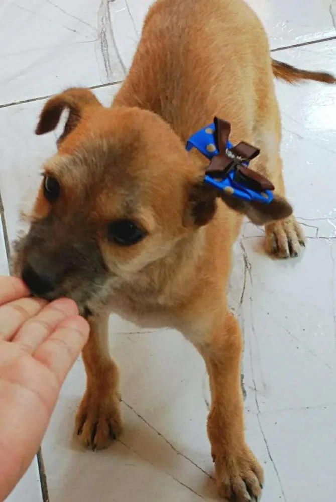 Cachorro ra a Vira lata  idade 2 a 6 meses nome Pipoca 