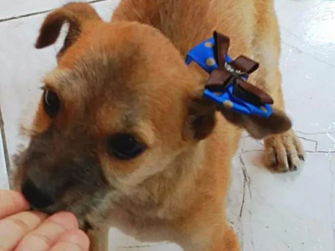 Cachorro ra a Vira lata  idade 2 a 6 meses nome Pipoca 