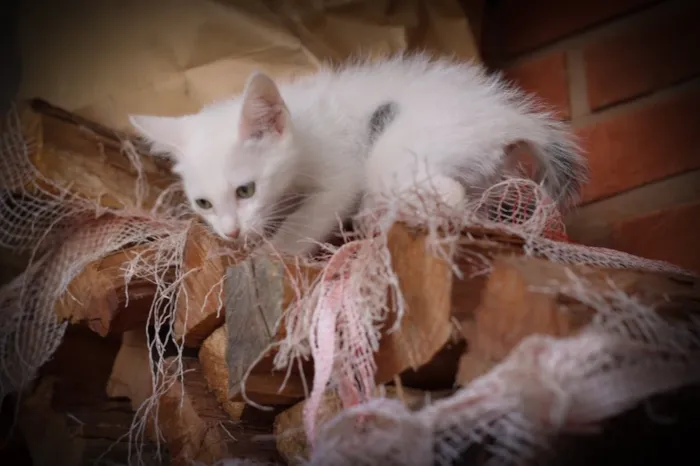 Gato ra a Srd idade 2 a 6 meses nome Clara e Mika