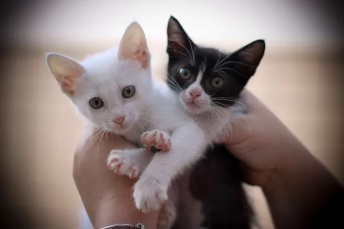 Gato ra a Srd idade 2 a 6 meses nome Clara e Mika