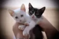 Clara e Mika