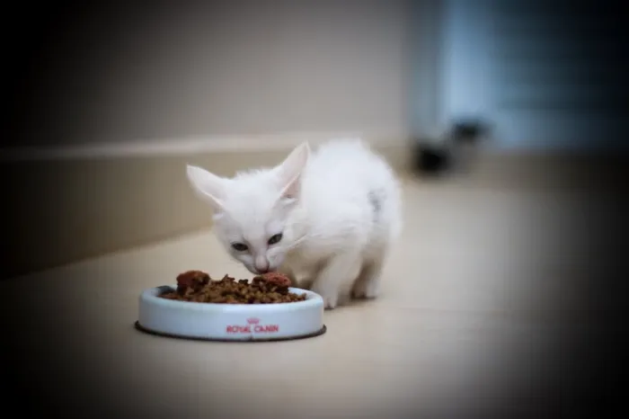 Gato ra a Srd idade 2 a 6 meses nome Clara e Mika