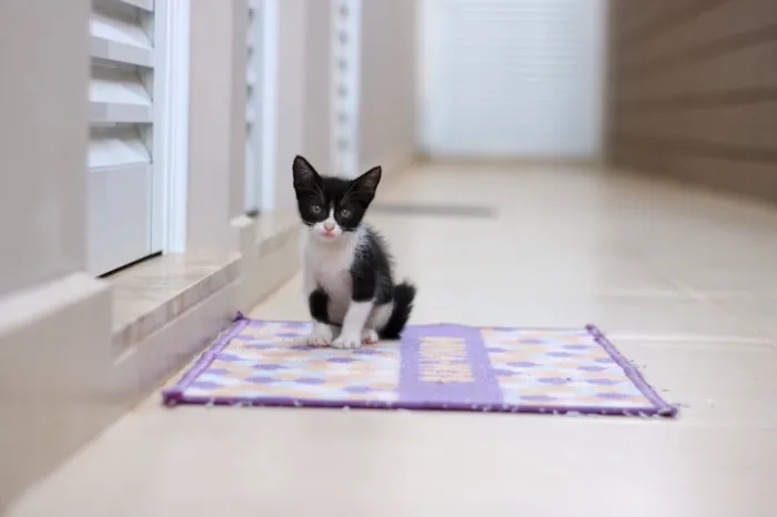 Gato ra a Srd idade 2 a 6 meses nome Clara e Mika