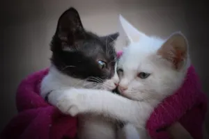 Gato raça Srd idade 2 a 6 meses nome Clara e Mika