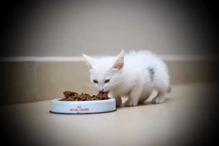 Gato ra a Srd idade 2 a 6 meses nome Clara e Mika
