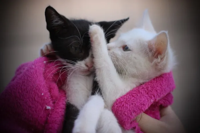 Gato ra a Srd idade 2 a 6 meses nome Clara e Mika