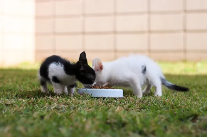 Gato ra a Srd idade 2 a 6 meses nome Clara e Mika