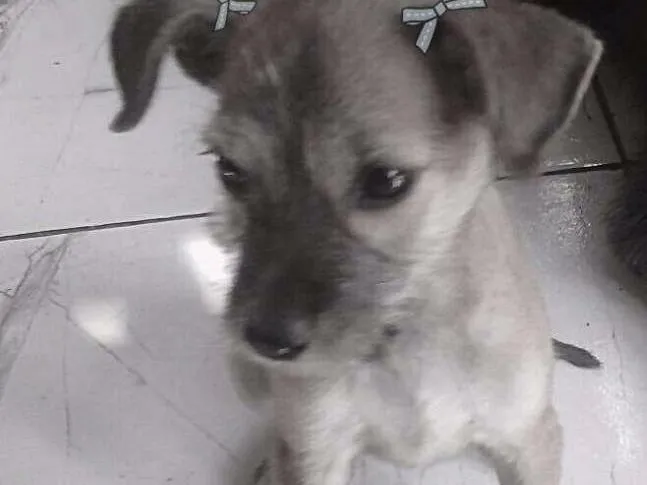 Cachorro ra a Vira lata  idade 2 a 6 meses nome Pipoca 