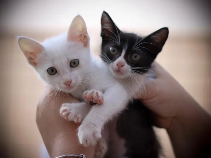Gato ra a Srd idade 2 a 6 meses nome Clara e Mika