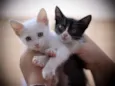 Clara e Mika