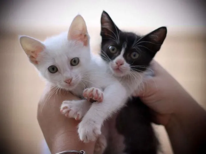 Gato ra a Srd idade 2 a 6 meses nome Clara e Mika