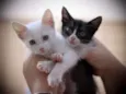 Clara e Mika