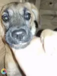 Nutela 