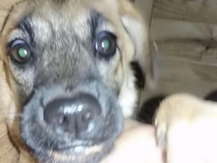 Cachorro raça Indeterminada idade 7 a 11 meses nome Nutela 