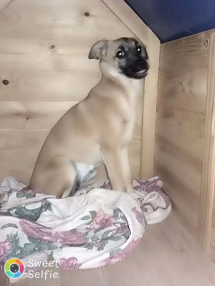 Cachorro raça Indeterminada idade 7 a 11 meses nome Nutela 