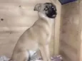 Nutela 