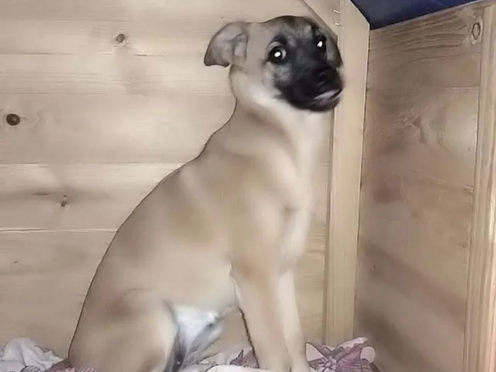 Cachorro raça Indeterminada idade 7 a 11 meses nome Nutela 