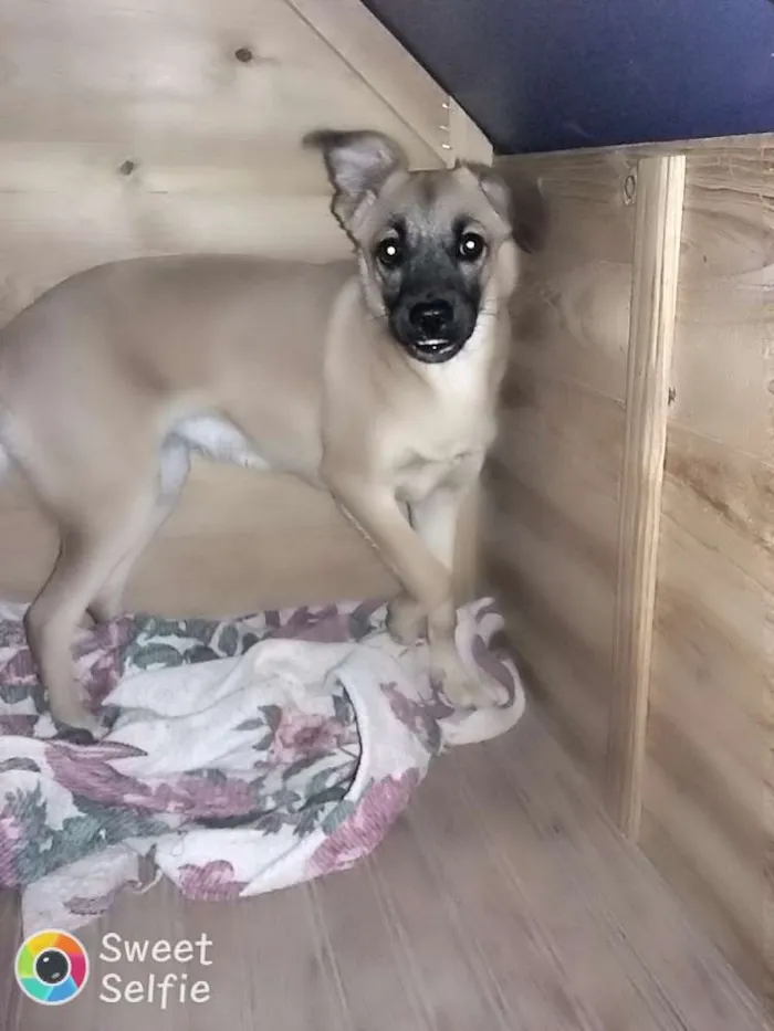 Cachorro raça Indeterminada idade 7 a 11 meses nome Nutela 