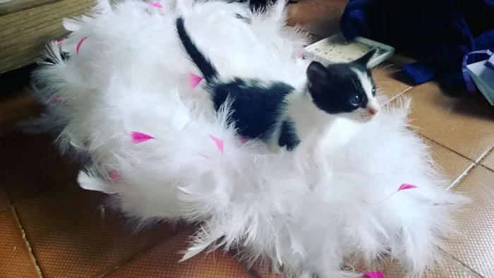 Gato raça vira lata idade Abaixo de 2 meses nome Bigulinha