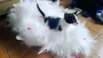 Bigulinha