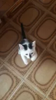 Filhotinhos 