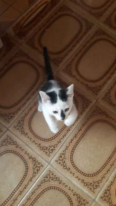 Gato raça Mestiços  idade 2 a 6 meses nome Filhotinhos 