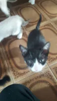 Filhotinhos 