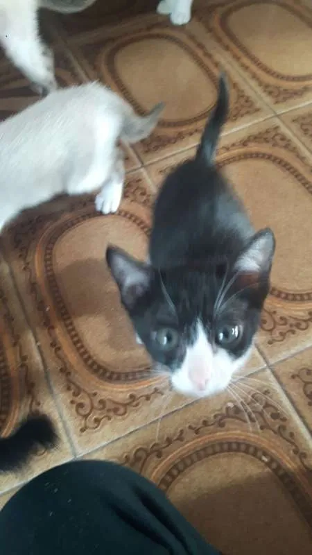 Gato raça Mestiços  idade 2 a 6 meses nome Filhotinhos 