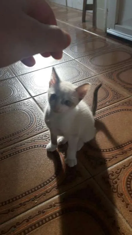 Gato raça Mestiços  idade 2 a 6 meses nome Filhotinhos 