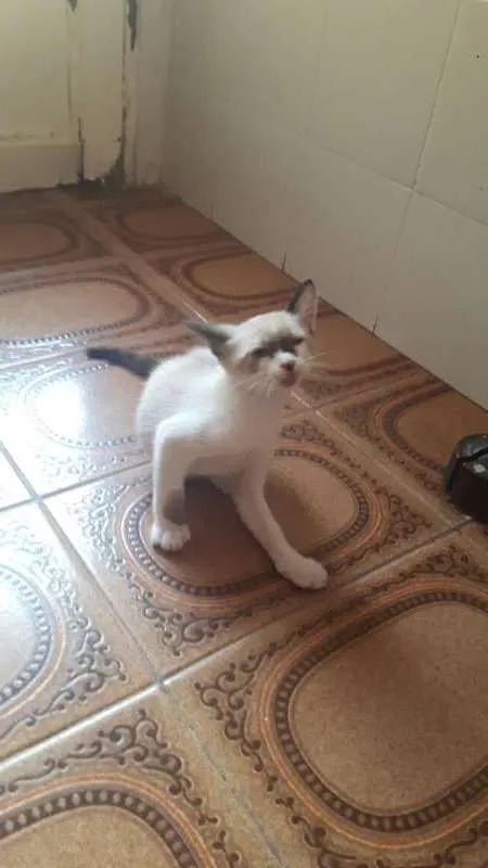 Gato raça Mestiços  idade 2 a 6 meses nome Filhotinhos 