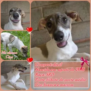 Cachorro raça SRD idade 7 a 11 meses nome CIÇA, amada!!