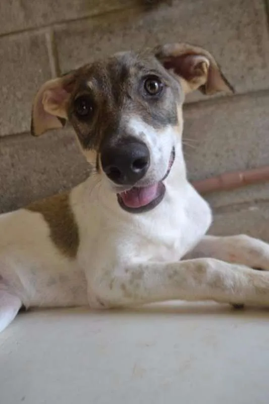Cachorro ra a SRD idade 7 a 11 meses nome CIÇA, amada!!