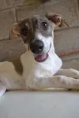 CIÇA, amada!!