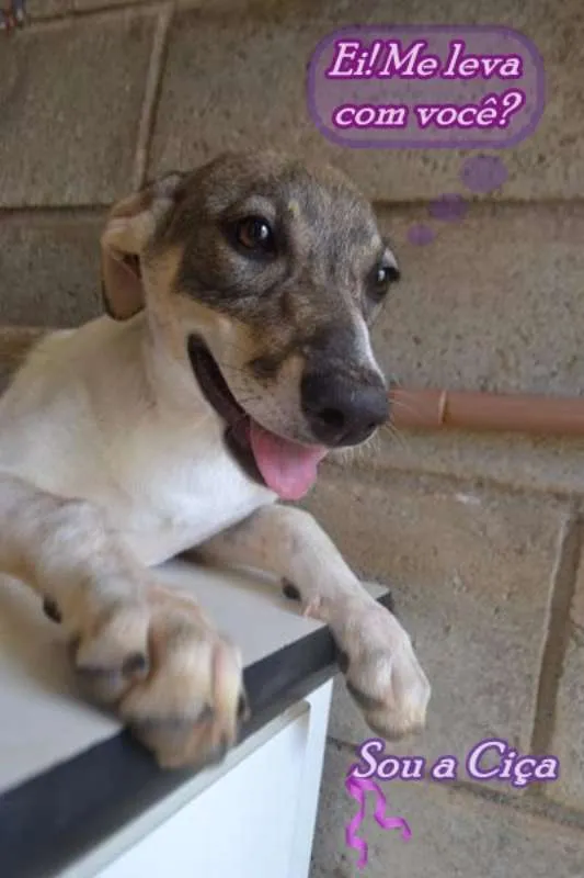 Cachorro ra a SRD idade 7 a 11 meses nome CIÇA, amada!!