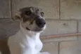 CIÇA, amada!!