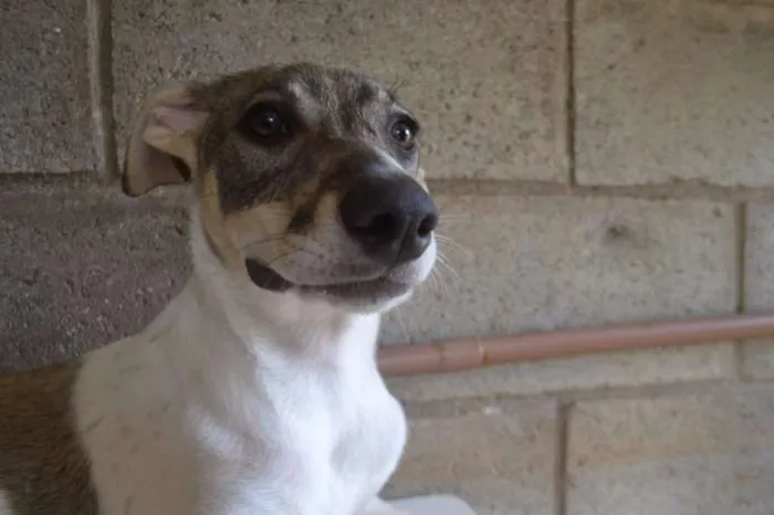 Cachorro ra a SRD idade 7 a 11 meses nome CIÇA, amada!!