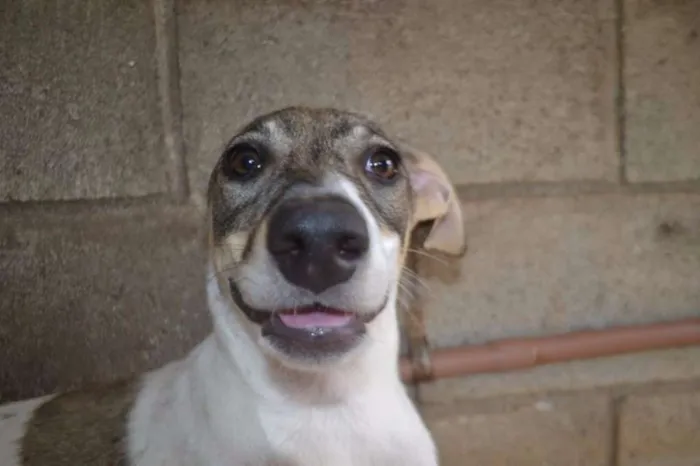 Cachorro ra a SRD idade 7 a 11 meses nome CIÇA, amada!!