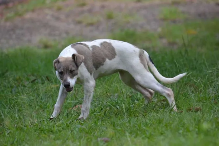 Cachorro ra a SRD idade 7 a 11 meses nome CIÇA, amada!!
