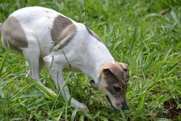 Cachorro ra a SRD idade 7 a 11 meses nome CIÇA, amada!!