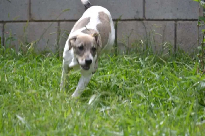 Cachorro ra a SRD idade 7 a 11 meses nome CIÇA, amada!!