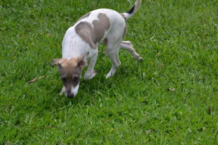 Cachorro ra a SRD idade 7 a 11 meses nome CIÇA, amada!!