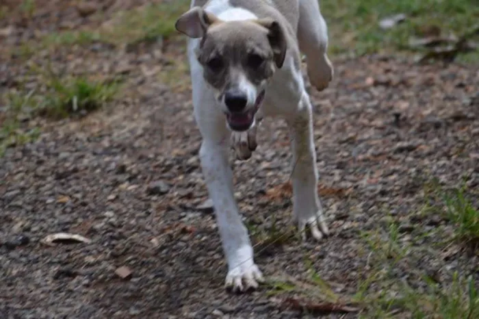 Cachorro ra a SRD idade 7 a 11 meses nome CIÇA, amada!!
