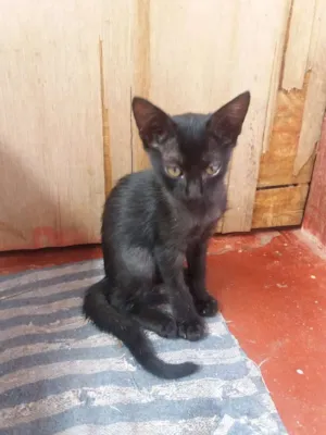 Gato raça Vira lata idade 2 a 6 meses nome Rajadinha gorda