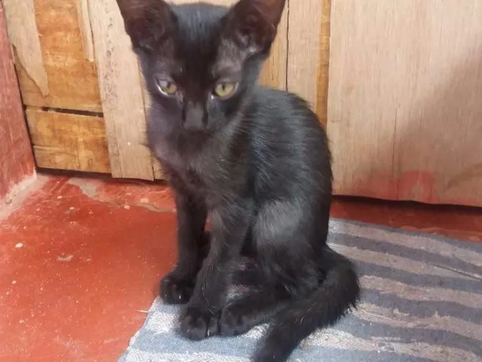 Gato ra a Vira lata idade 2 a 6 meses nome Rajadinha gorda