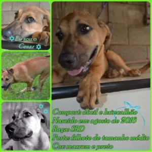 Cachorro raça SRD idade 7 a 11 meses nome Cesár, um rei!