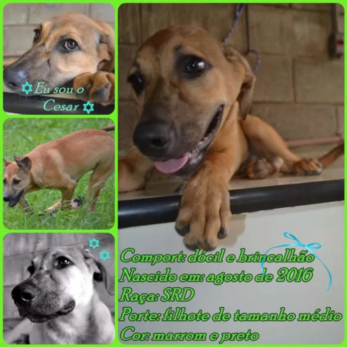 Cachorro ra a SRD idade 7 a 11 meses nome Cesár, um rei!