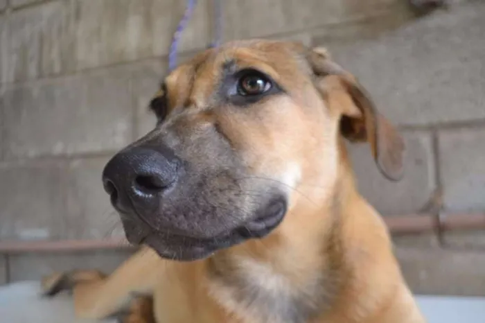 Cachorro ra a SRD idade 7 a 11 meses nome Cesár, um rei!
